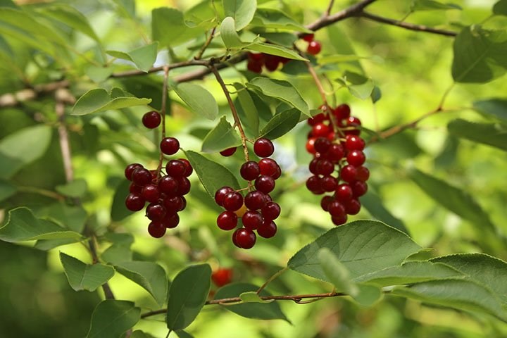 chokecherry.jpg